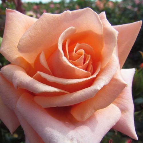 Rosa mit apricosenstich - floribundarosen